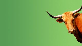 Illustration of a bull leaning ever so slightly into the image.